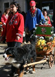 Bernese mountain dog