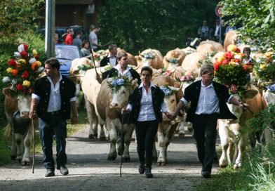 Des Alpes – Swiss cows say goodbye to summer