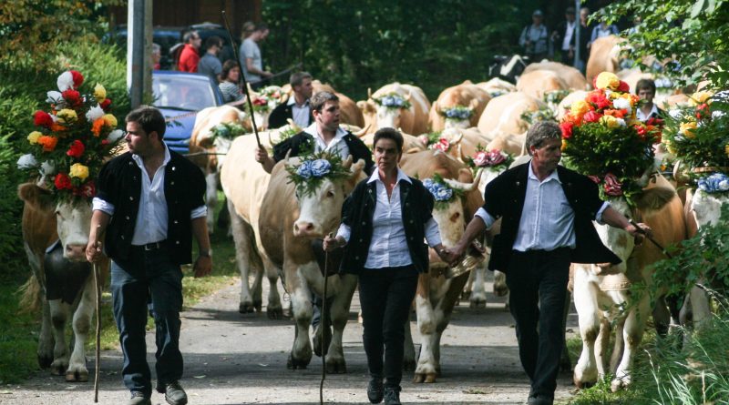 Des Alpes – Swiss cows say goodbye to summer